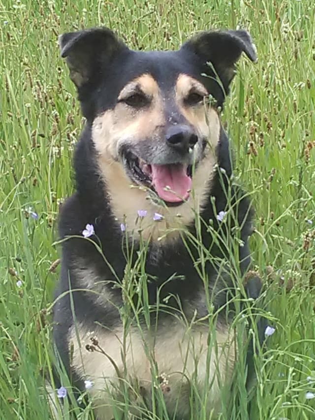 Blacky · photo 2