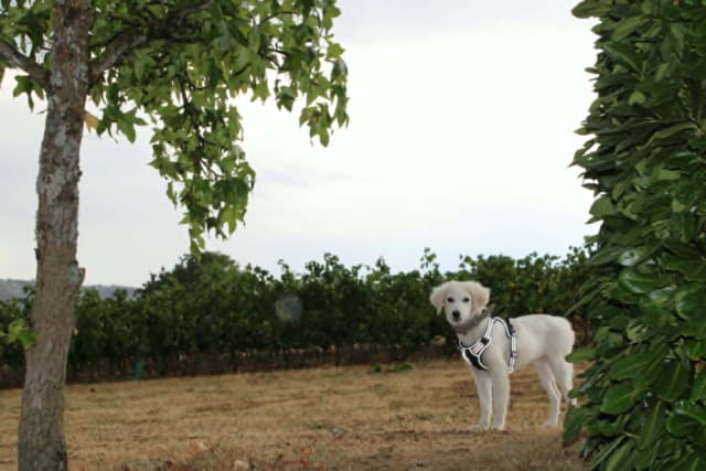 Bonnie · photo 2