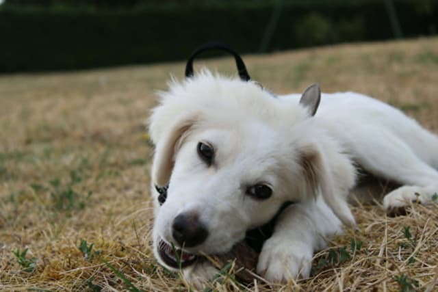 Bonnie