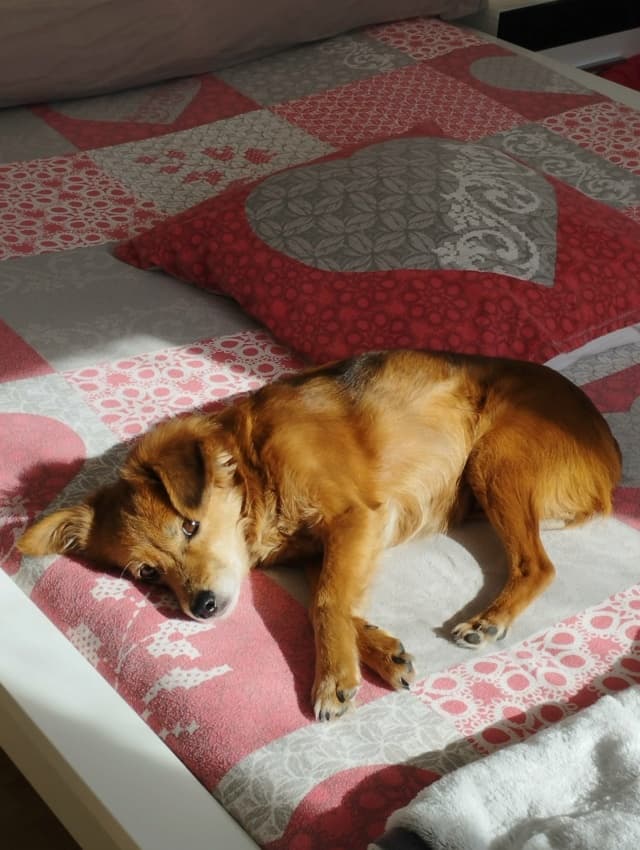Cannelle · photo 5