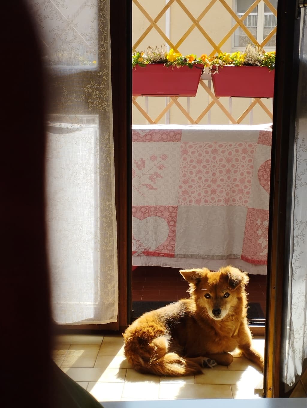 Cannelle · photo 2