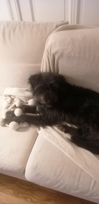 Catou · photo 4