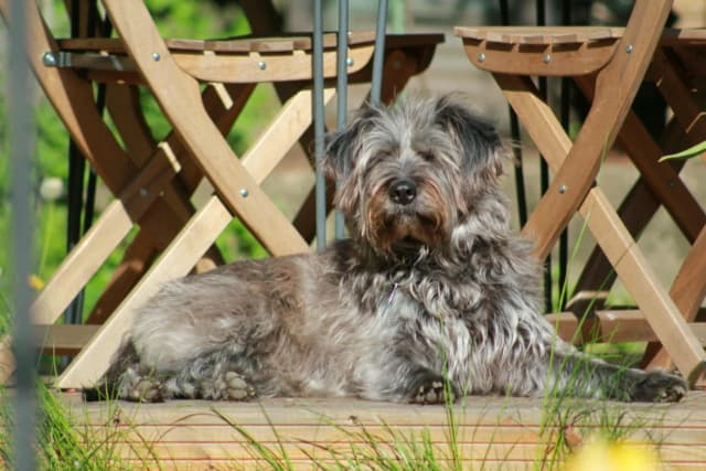 Catou · photo 2