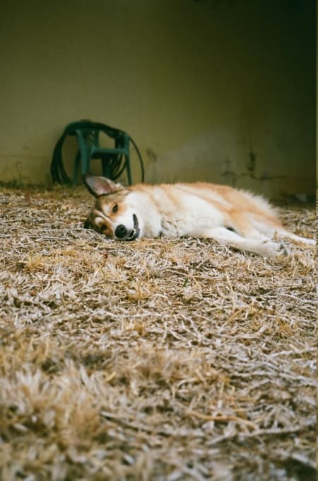 Charly · photo 12