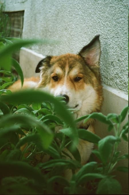 Charly · photo 10