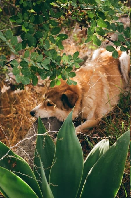 Charly · photo 8
