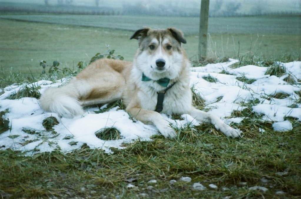 Charly · photo 6