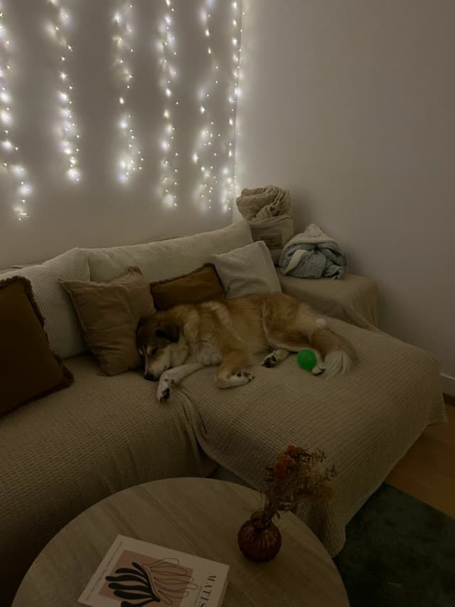 Charly · photo 3