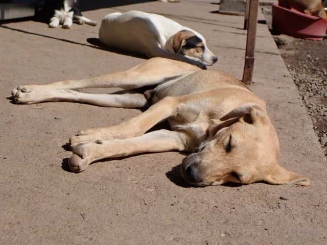 Clayton · Petits chiens