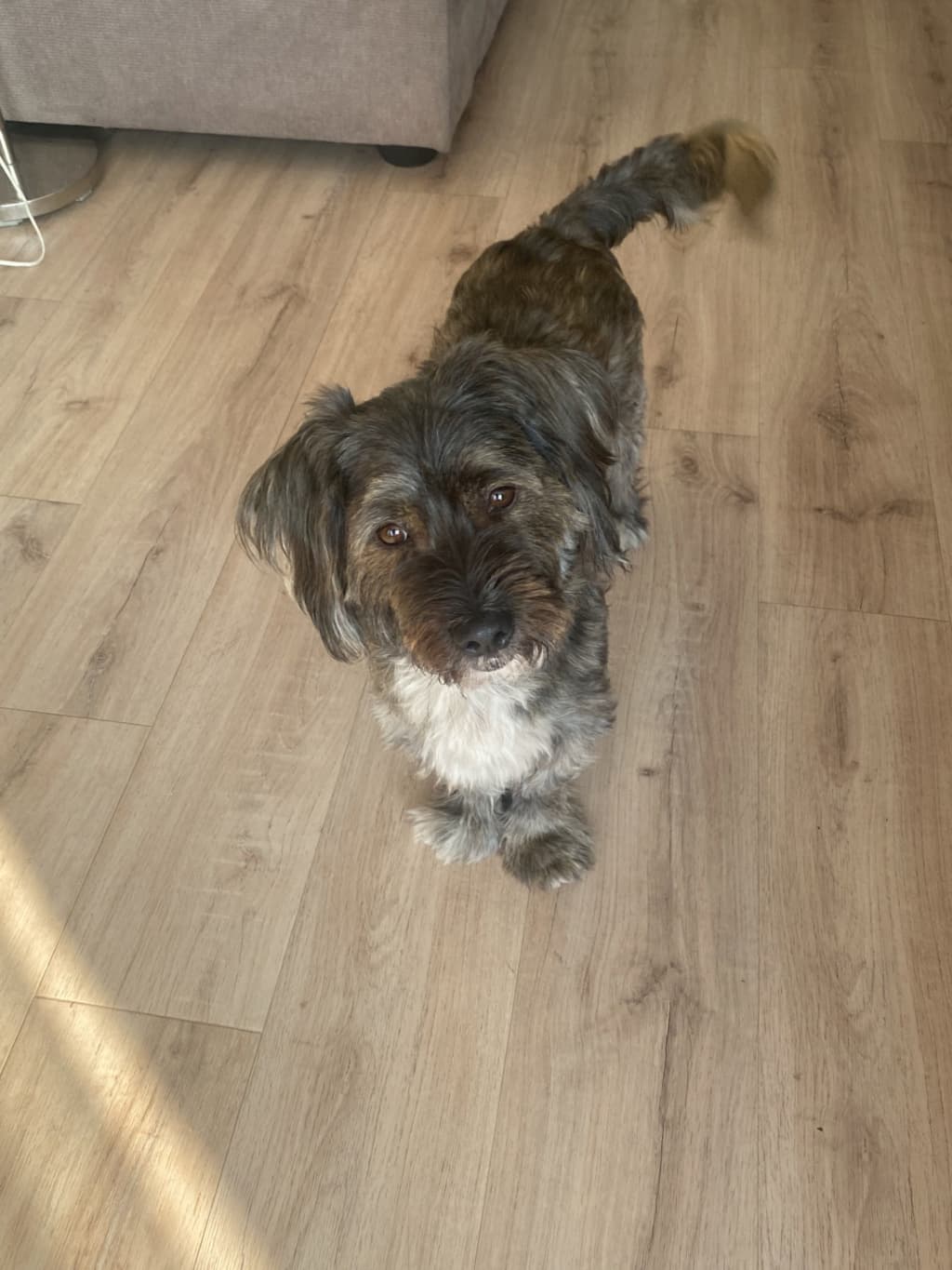 Cookie · photo 1