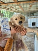 Cumulus