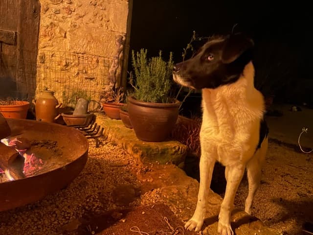 Dalmatia · photo 12
