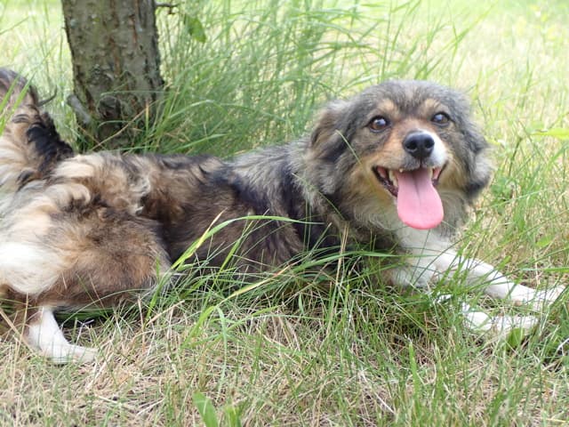 Dolce · photo 3