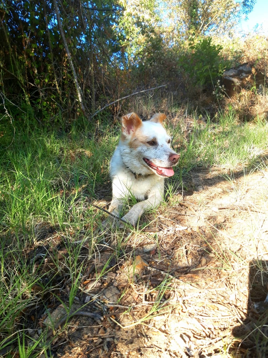 Drago · photo 2