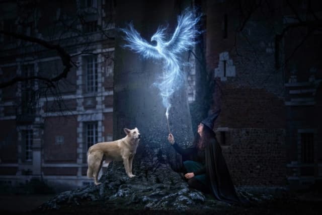 Drogon · photo 9