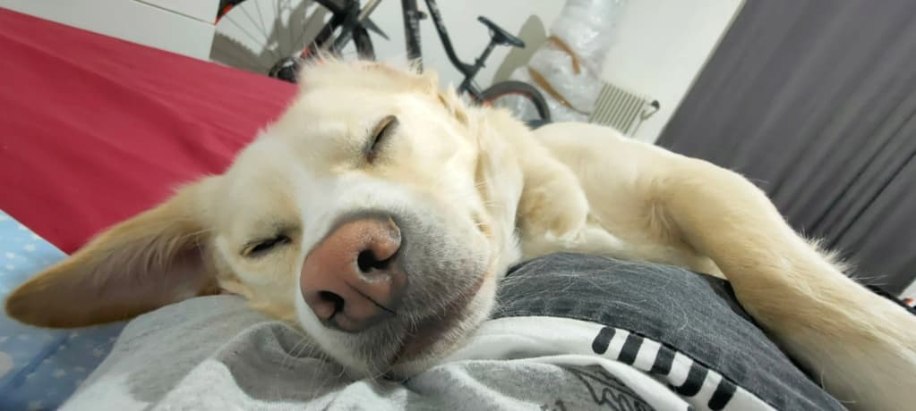 Elio · photo 2