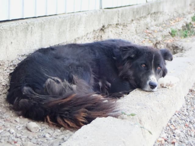 Felix · photo 5