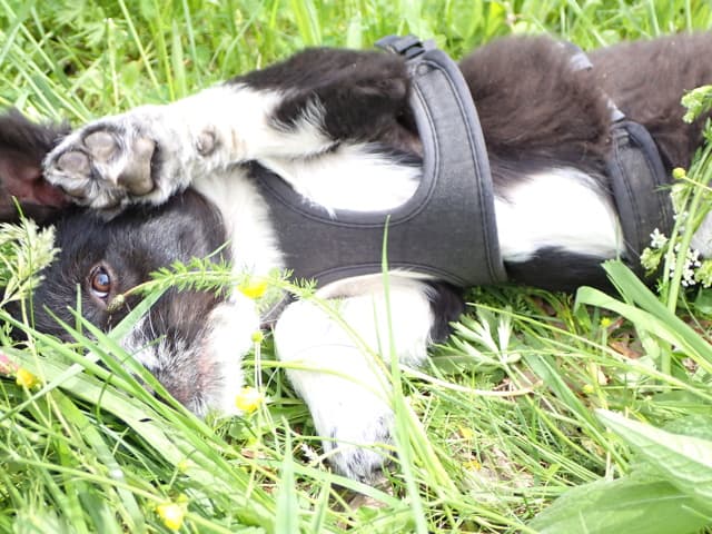 Fillipard · photo 5