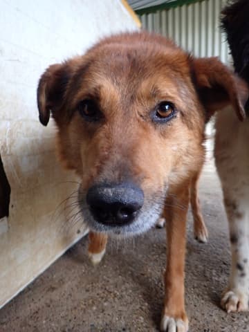 Gamin · photo 8