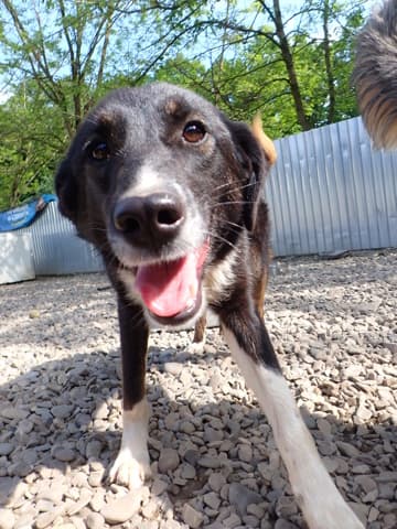 Gentiane · photo 4