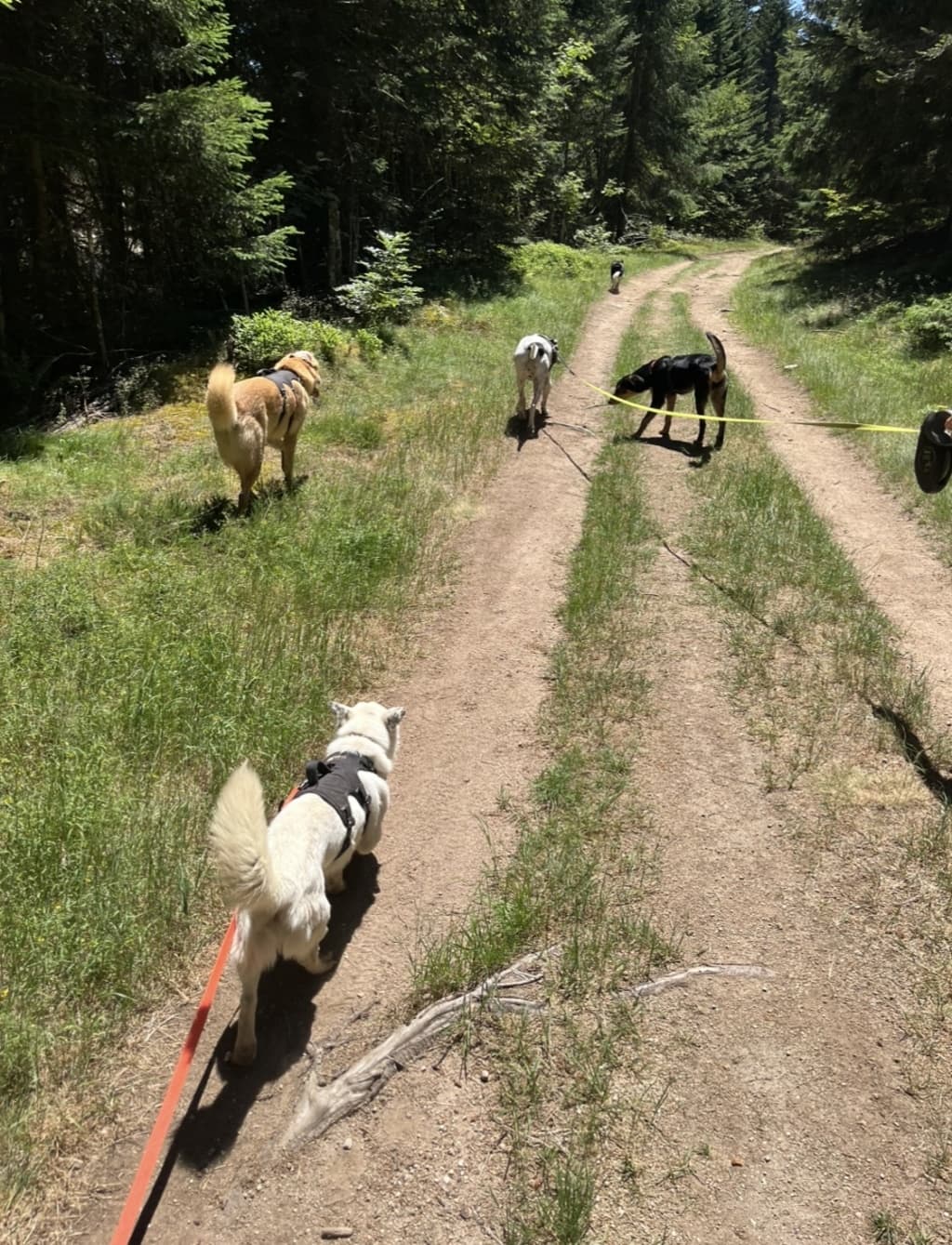 Geralt · photo 1
