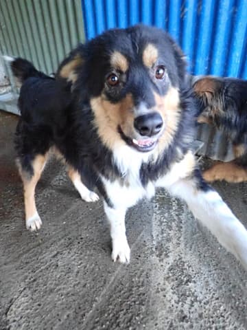 Goody · photo 12