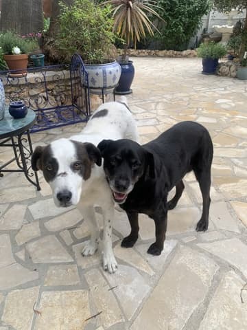 Goofy · photo 3