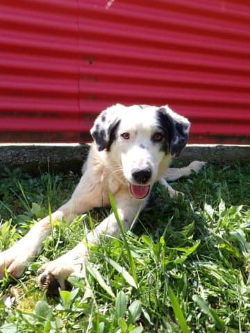 Harley · photo 8