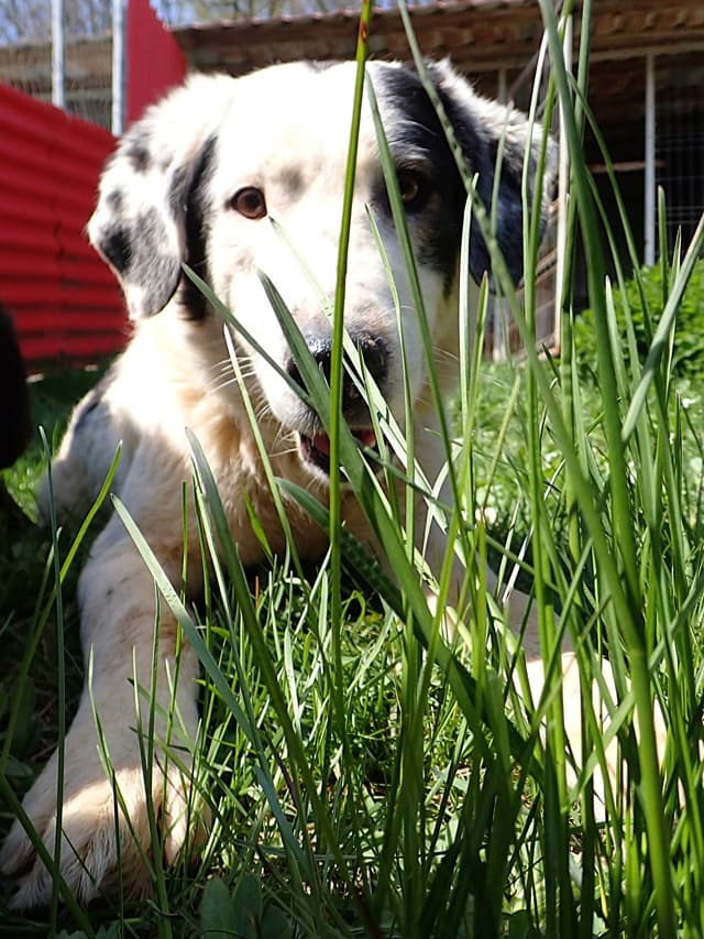 Harley · photo 5