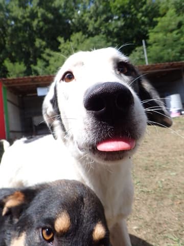 Harley · photo 9