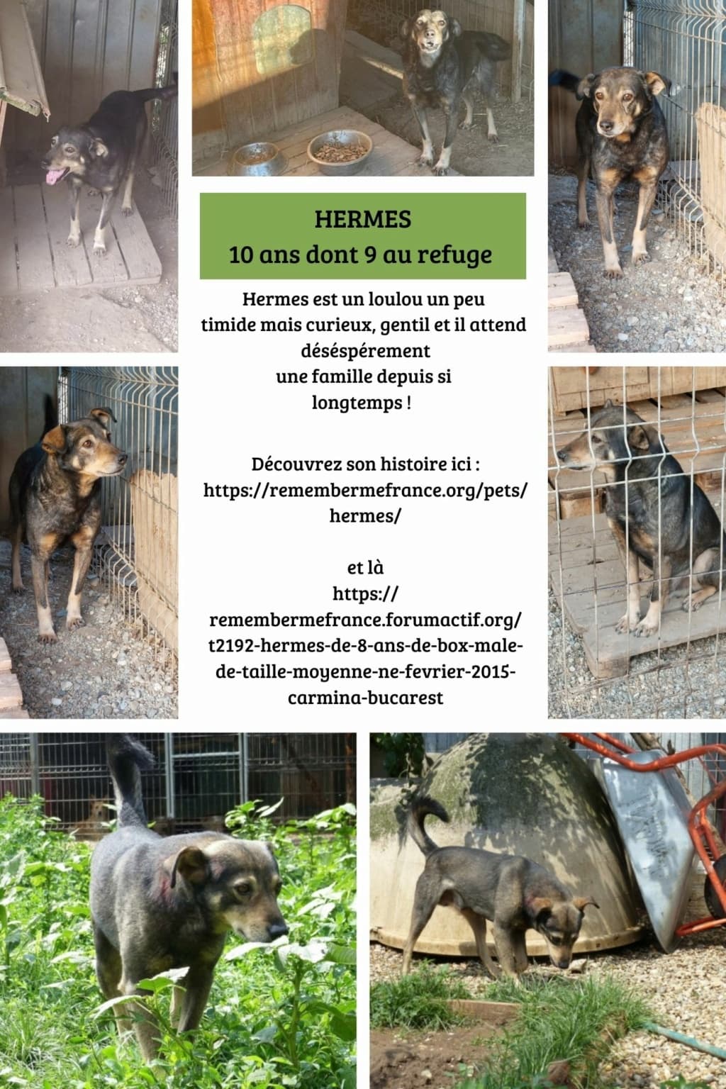 Hermes · photo 1