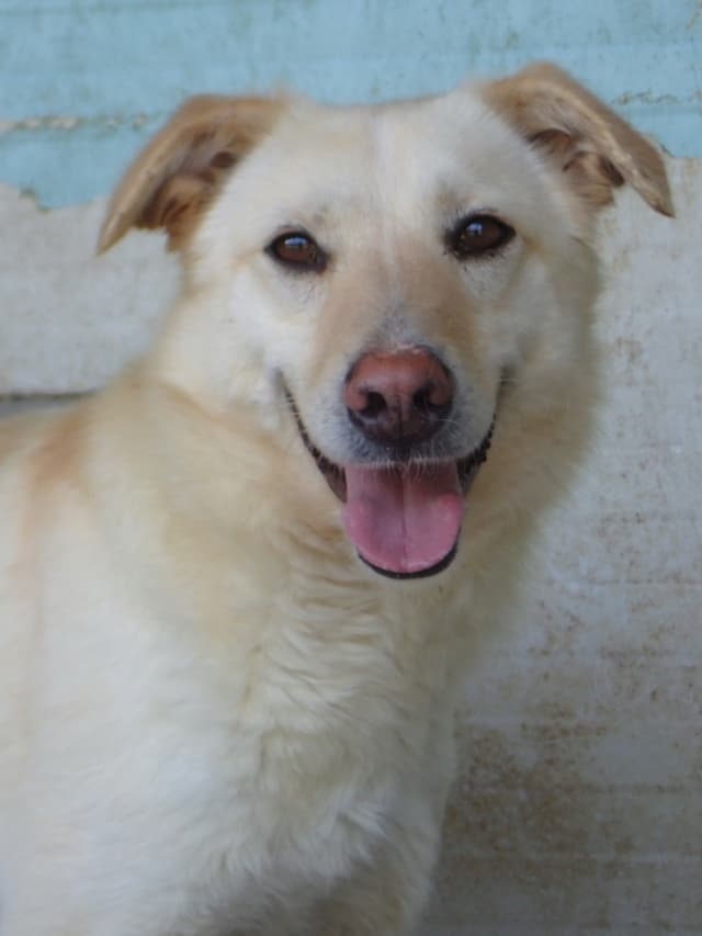 Hyperion · Chiens en urgence, Remember Me France