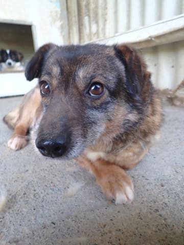 Irma · Petits chiens