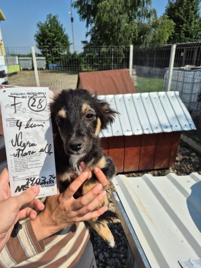 Katalina · Chiots à l'adoption, Remember Me France