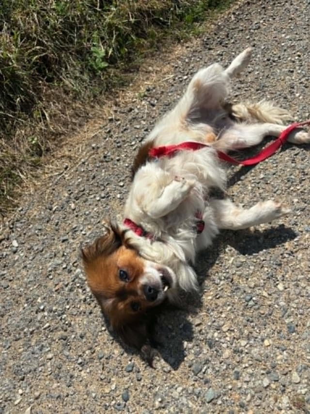 Kiko