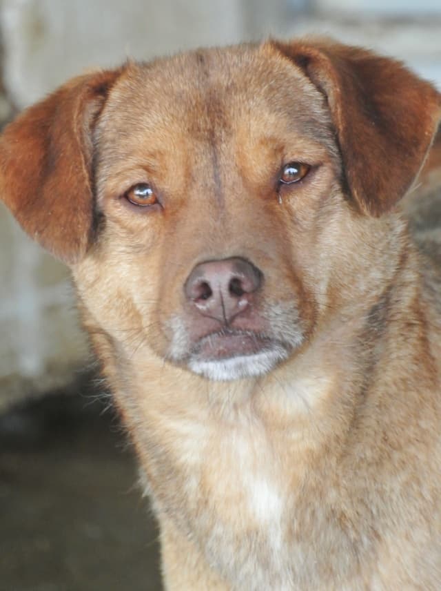 Kira · photo 11
