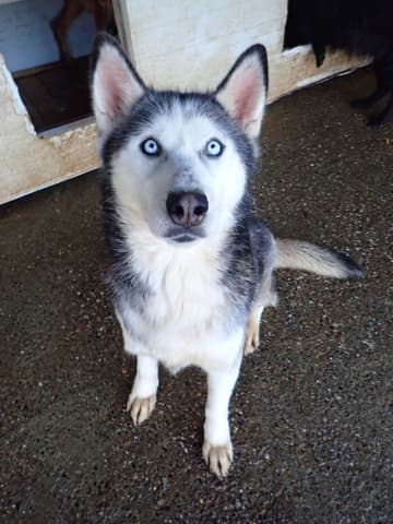 Kira2 · photo 12