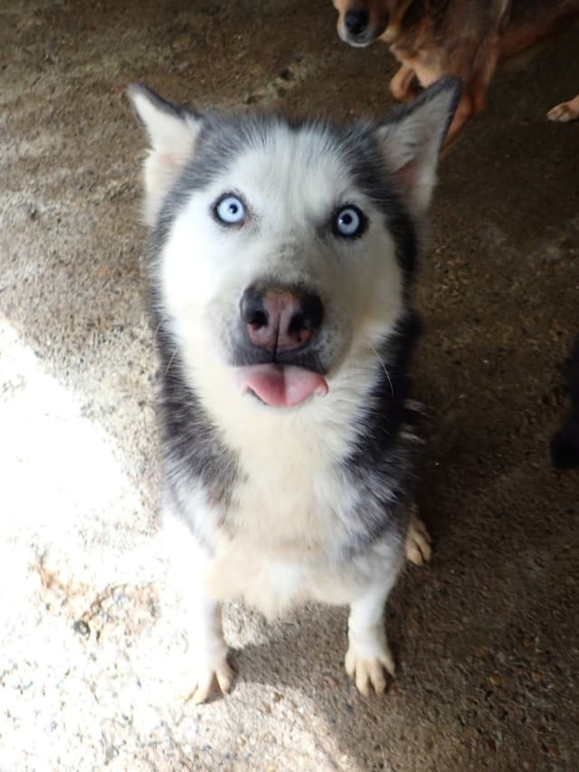 Kira2 · photo 10