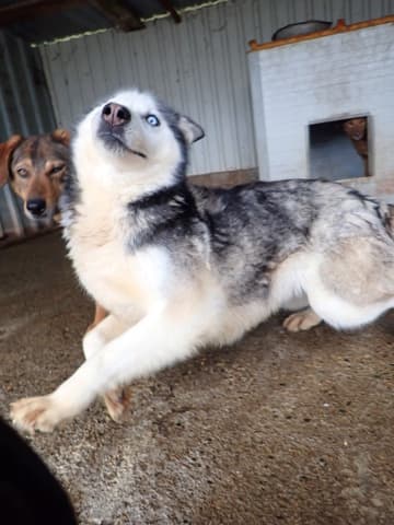 Kira2 · photo 9