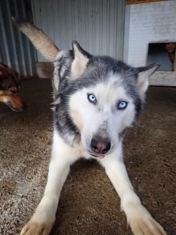Kira2 · photo 8