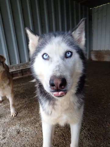 Kira2 · photo 7