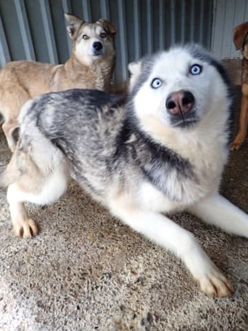 Kira2 · photo 6