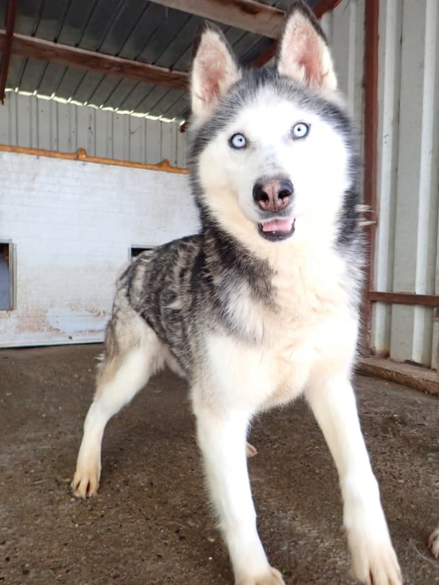 Kira2 · photo 3