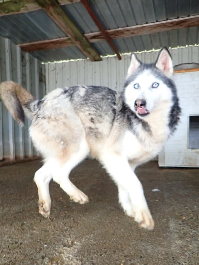 Kira2 · photo 2
