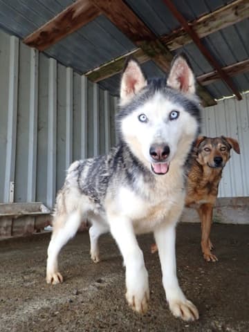 Kira2 · photo 10