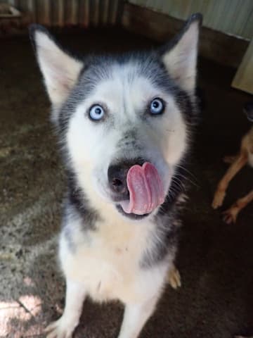 Kira2 · photo 9