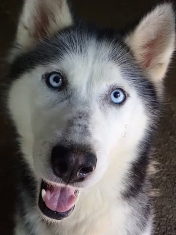 Kira2 · photo 8