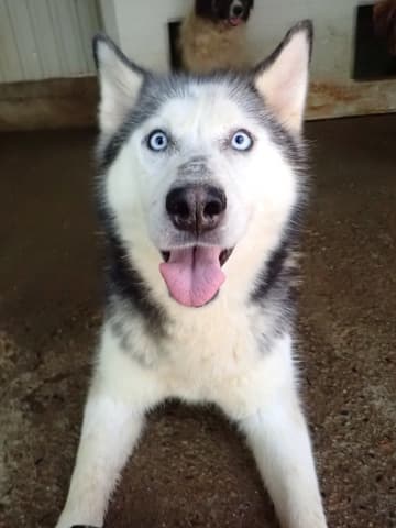 Kira2 · photo 7