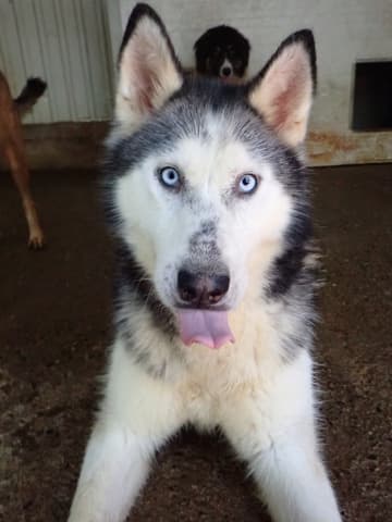 Kira2 · photo 6