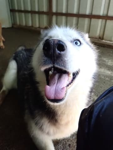 Kira2 · photo 5